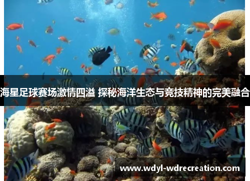 海星足球赛场激情四溢 探秘海洋生态与竞技精神的完美融合